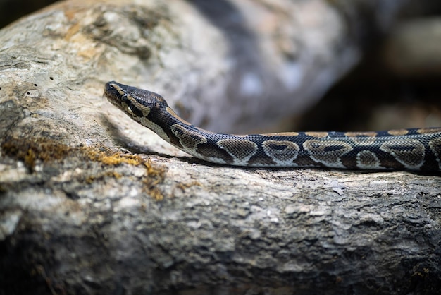 Ular Ball Python Python regius