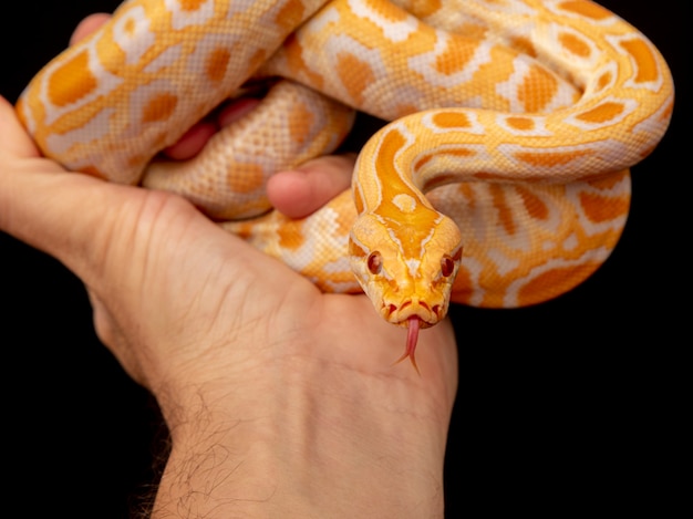 Goldpython, Netzpython (Python Reticulatus).