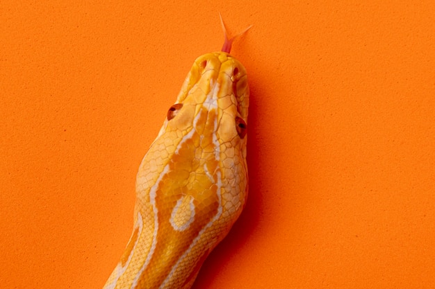Goldpython, Netzpython (Python Reticulatus).