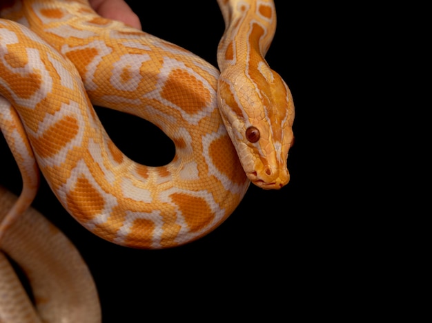 Goldpython, Netzpython (Python Reticulatus).
