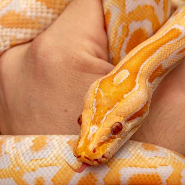 Goldpython, Netzpython (Python Reticulatus).