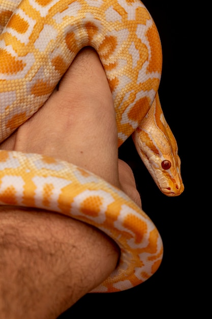 Goldpython, Netzpython (Python Reticulatus).