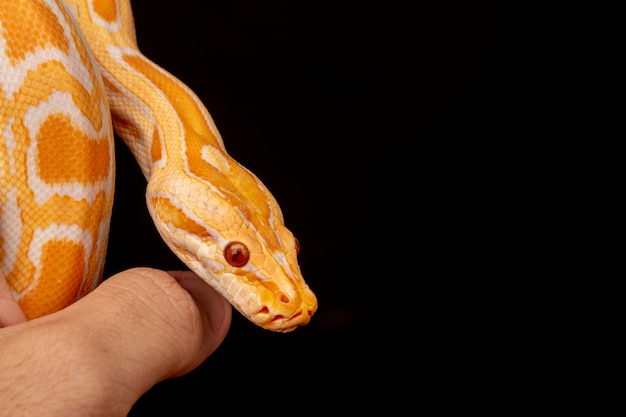 Goldpython, Netzpython (Python Reticulatus).