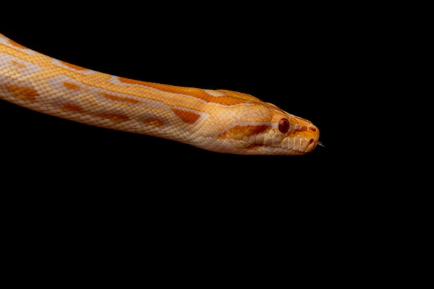 Goldpython, Netzpython (Python Reticulatus).