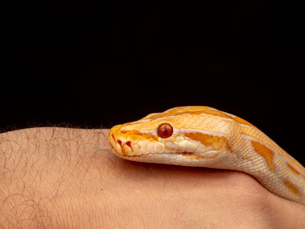 Goldpython, Netzpython (Python Reticulatus).