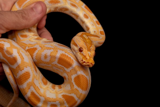 Goldpython, Netzpython (Python Reticulatus).