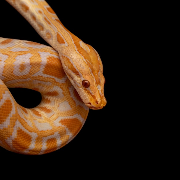 Goldpython, Netzpython (Python Reticulatus).