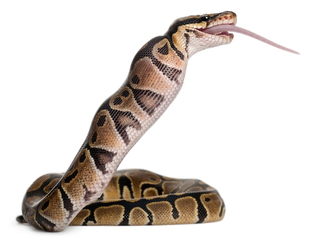 Python Royal python, ball python - Python regius comiendo un ratón