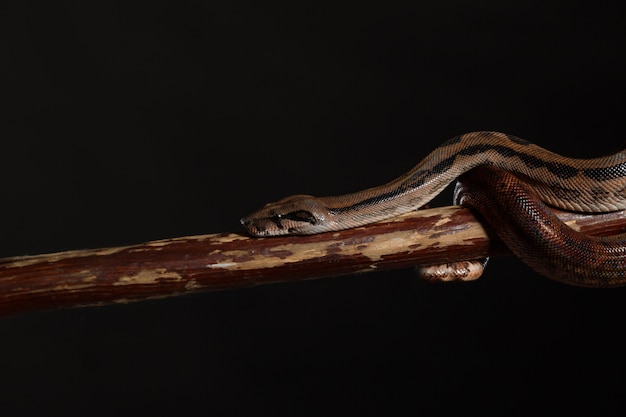 Royal Python, o Ball Python Python regius