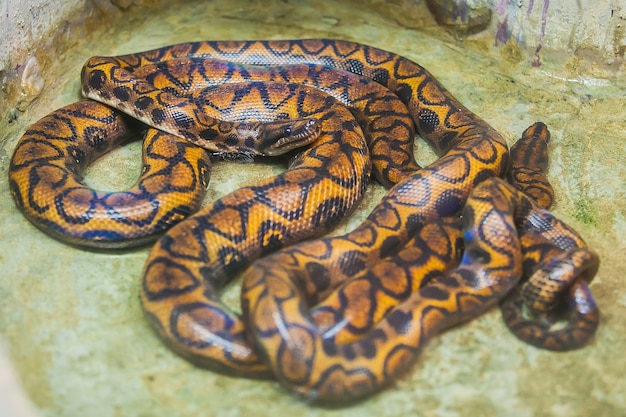 Royal Python oder Ball Python (Python regius) im Zoo