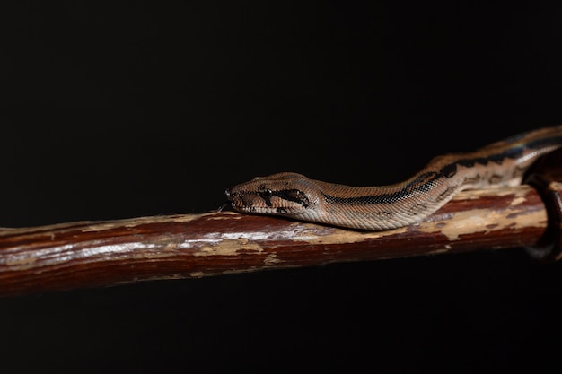Royal Python oder Ball Python Python regius