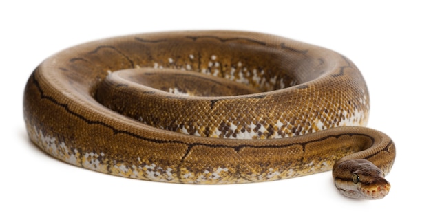 Spinner Python Python real, bola python - Python regius spinner é a cor
