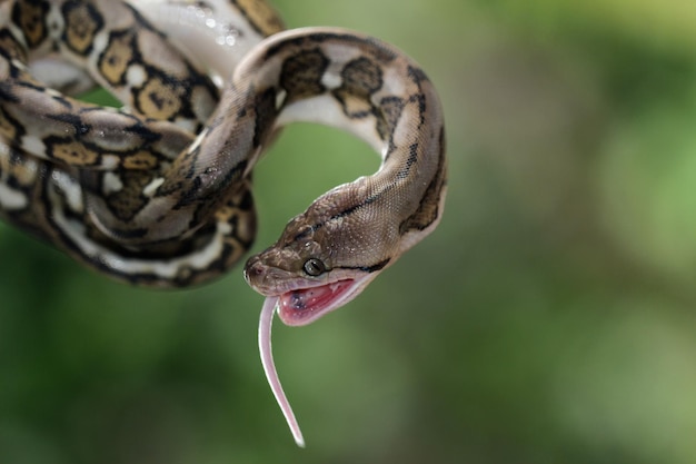 Pythonidae orm närbild äter pinkis, Pythonidae orm närbild