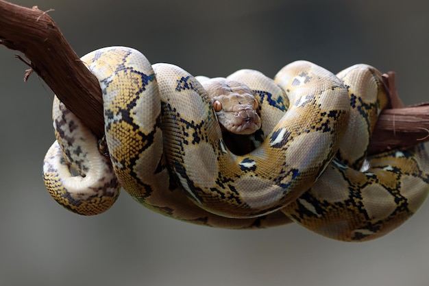 Pythonidae orm sover på gren Pythonidae orm närbild