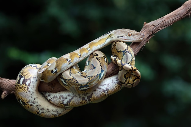 Pythonidae orm sover på gren Pythonidae orm närbild