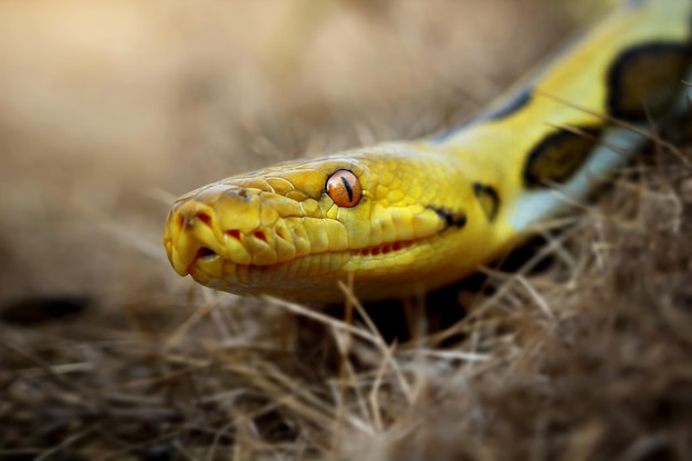 Pythonidae orm sover på gren Pythonidae orm närbild