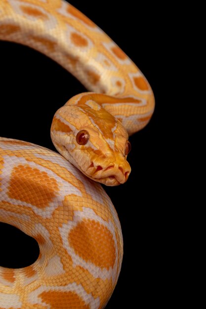 Python d'or, python réticulé (Python reticulatus).