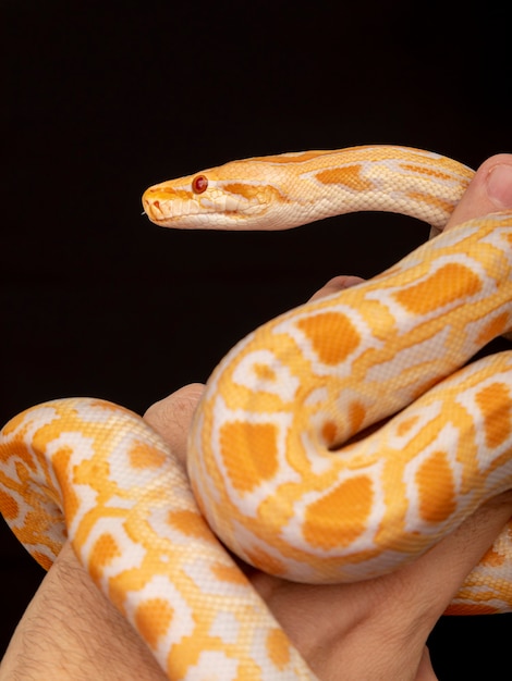 Python d'or, python réticulé (Python reticulatus).