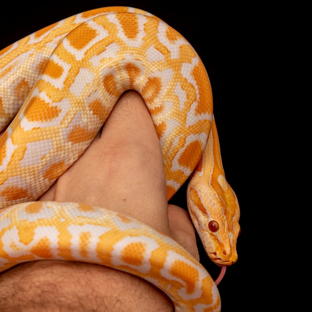Python d'or, python réticulé (Python reticulatus).