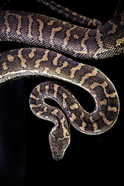 Python Royal ou Ball Python Python regius