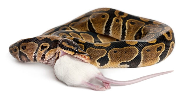 Python Royal python, ball python - Python regius mange une souris
