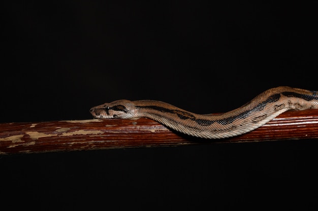 Royal Python, ou Ball Python Python regius