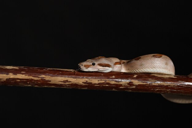 Royal Python, ou Ball Python Python regius