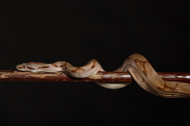 Royal Python, ou Ball Python Python regius