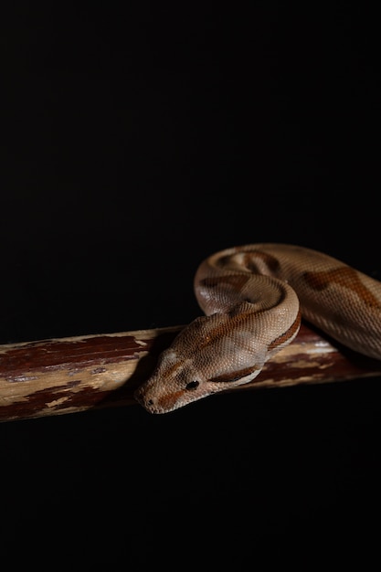 Royal Python, ou Ball Python Python regius