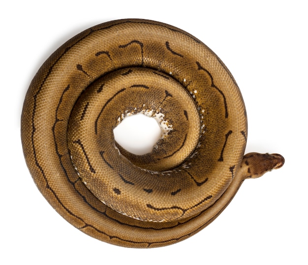 Spinner Python Royal python, ball python - Python regius spinner est la couleur