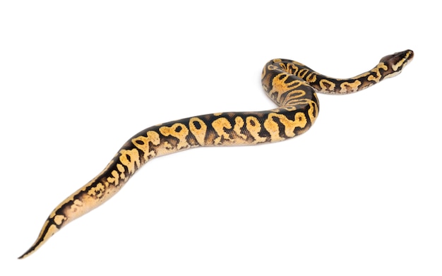 Hun Pastel calico Python Royal python, kongepython - Python regius