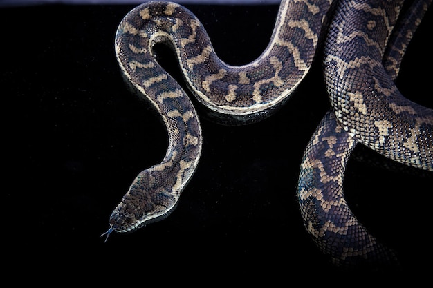 Kongepython eller Ball Python Python regius