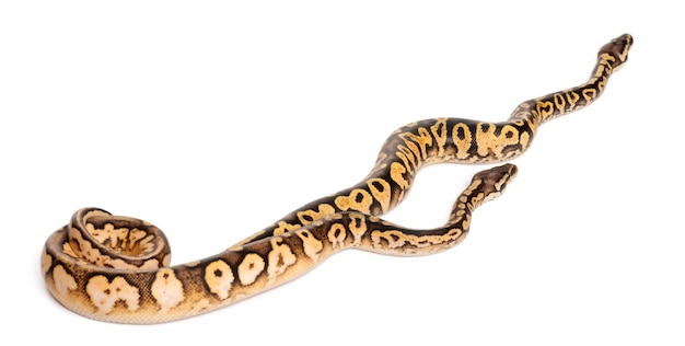 Mann og kvinne Pastel calico Python Royal python, kongepython - Python regius