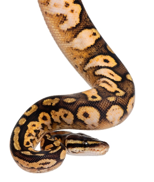 Mann Pastel calico Python Royal python, kongepython - Python pastel