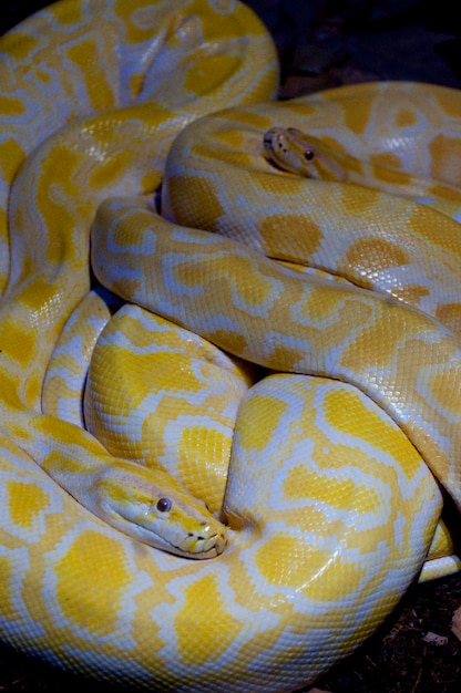 Python