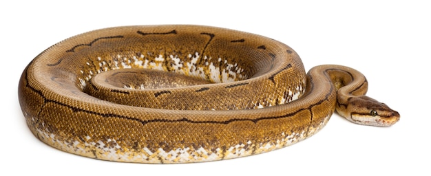 Spinner Python Royal python, ball python - Python regius spinner er fargen