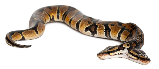 Tohodet kongepython eller Ball Python - Python Regius