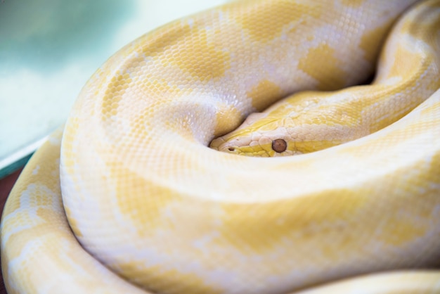 Albino burmesisk python (Gylden Thai python) Guld Python, Netpython (Python reticulatus)