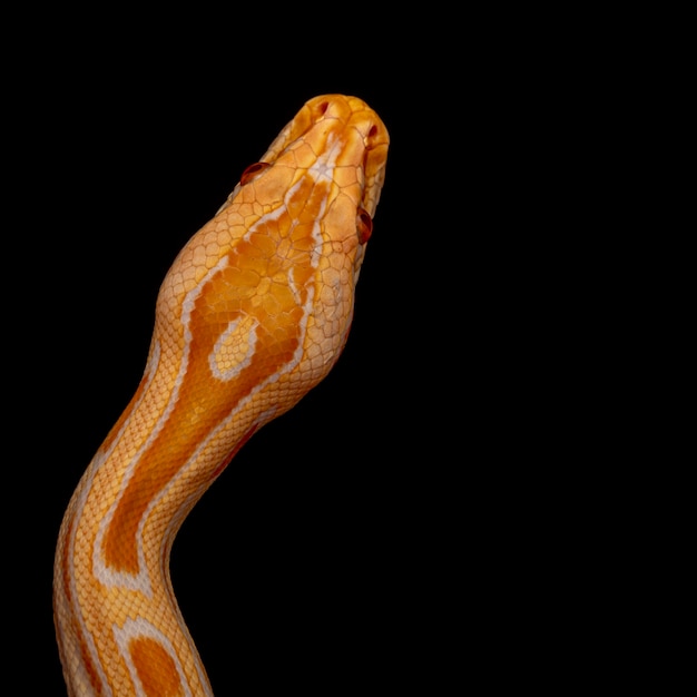 Guldpython, netpython (Python reticulatus).