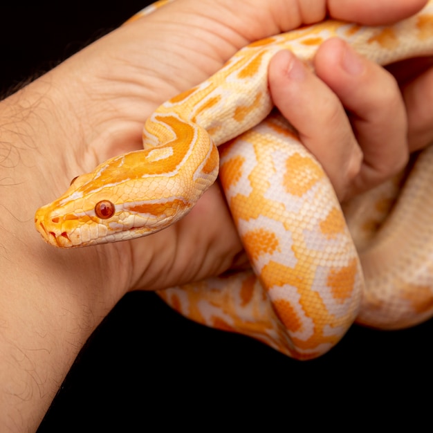 Guldpython, netpython (Python reticulatus).