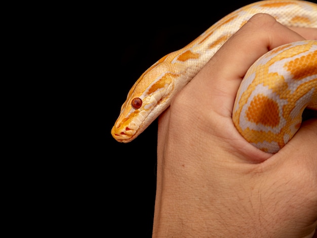 Guldpython, netpython (Python reticulatus).