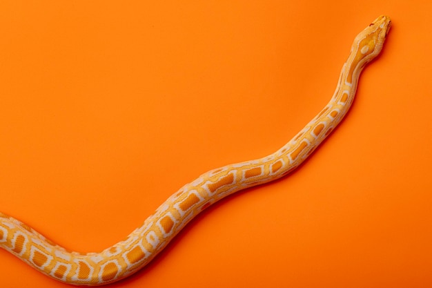 Guldpython, netpython (Python reticulatus).