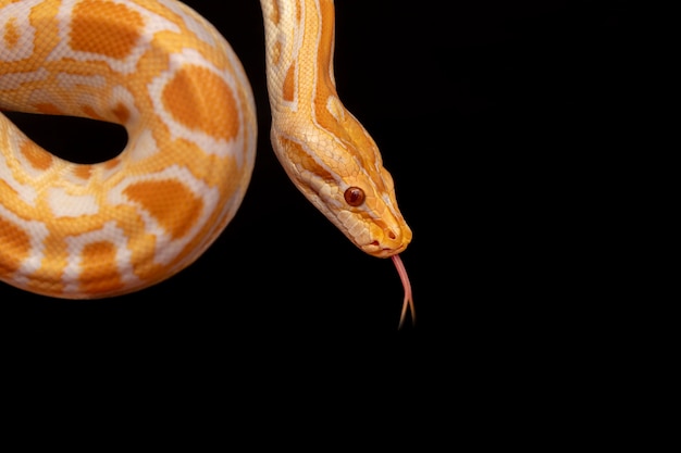 Guldpython, netpython (Python reticulatus).