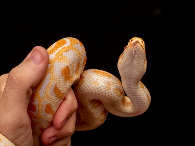 Guldpython, netpython (Python reticulatus).