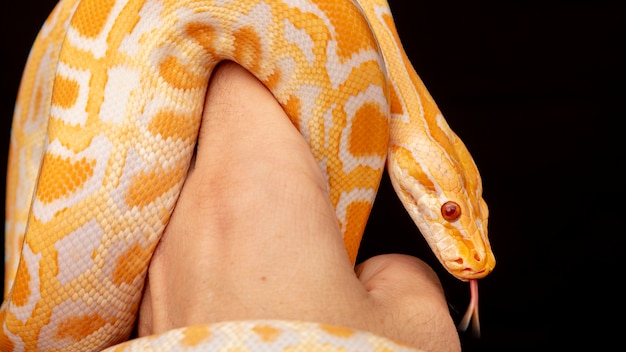 Guldpython, netpython (Python reticulatus).