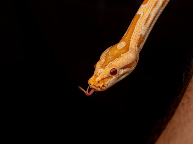 Guldpython, netpython (Python reticulatus).