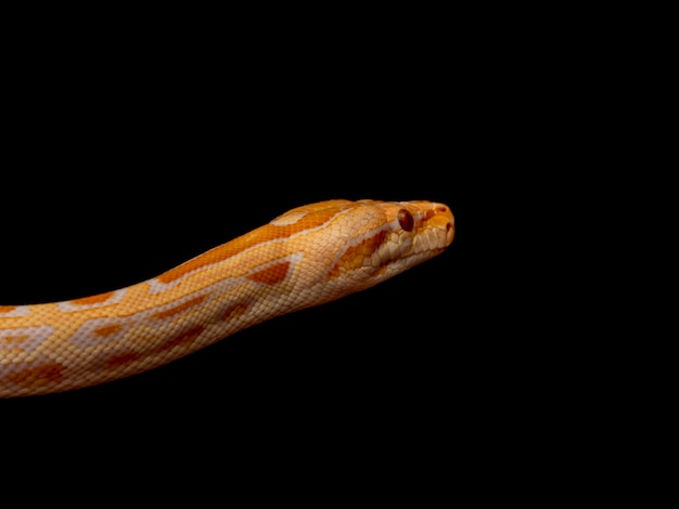 Guldpython, netpython (Python reticulatus).
