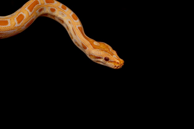 Guldpython, netpython (Python reticulatus).