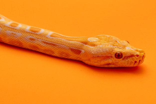 Guldpython, netpython (Python reticulatus).