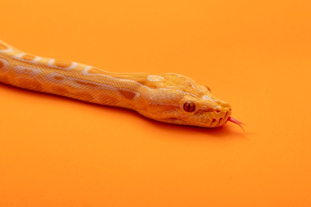 Guldpython, netpython (Python reticulatus).